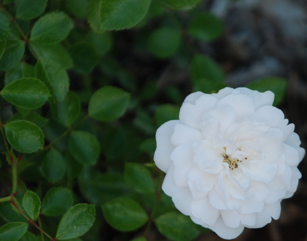 weiße Bodendecker Rose