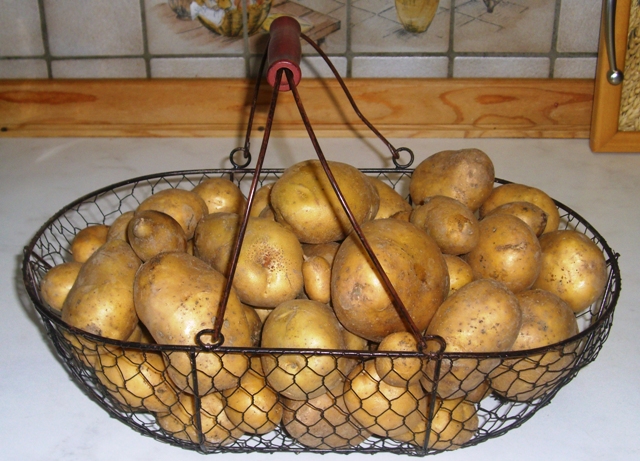 Heute hab ich auch noch 3 Kartoffelnpflanzen abgeerntet. 