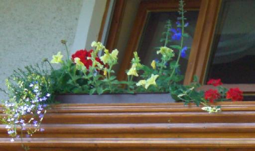 Balkonblumen vom Garten aus gesehen