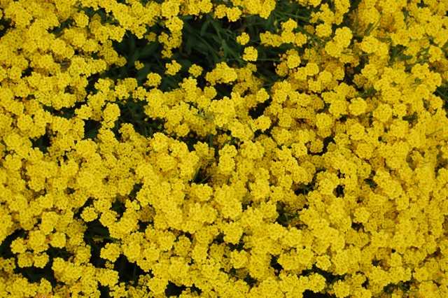 gelbes Blütenmeer