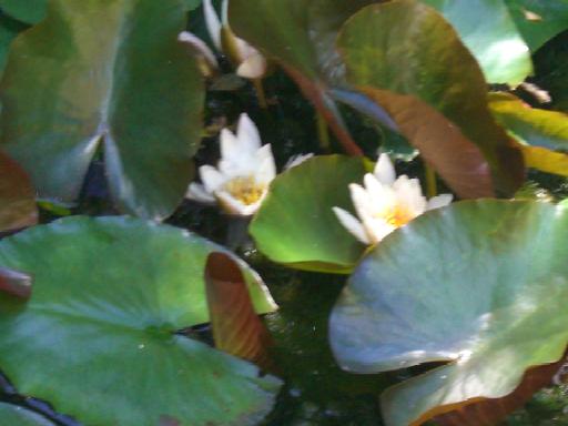Am Teich blühen die Seerosen