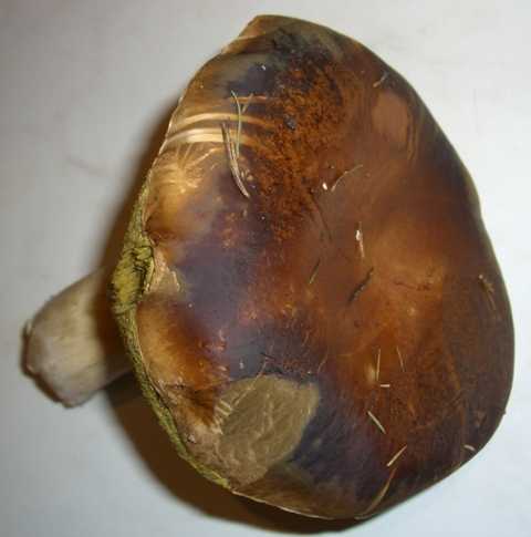 Steinpilze - der kleinere hat einen Kappendurchmesser von 12 cm. 
