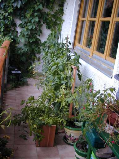 Hier mein Balkon mit meinen Gemüse: