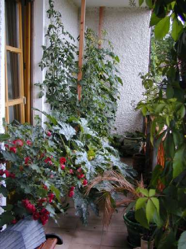 Hier mein Balkon mit meinen Gemüse: